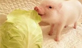 小猪崽子爆料视频大全下载,揭秘娱乐圈幕后真相